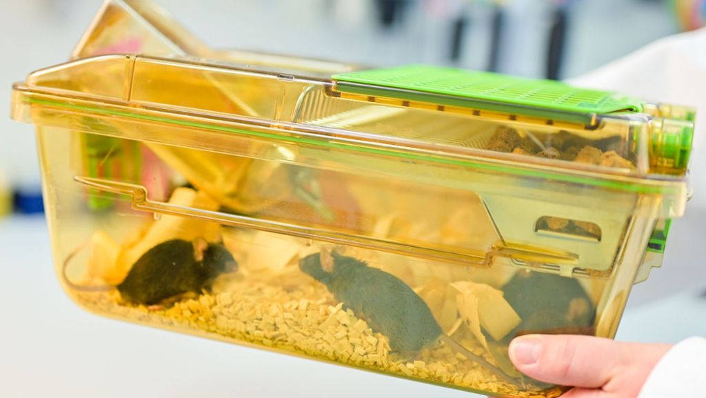 Tierversuche in Baden-Württemberg: Ministerium will Tierschützer und Forscher an einen Tisch bringen