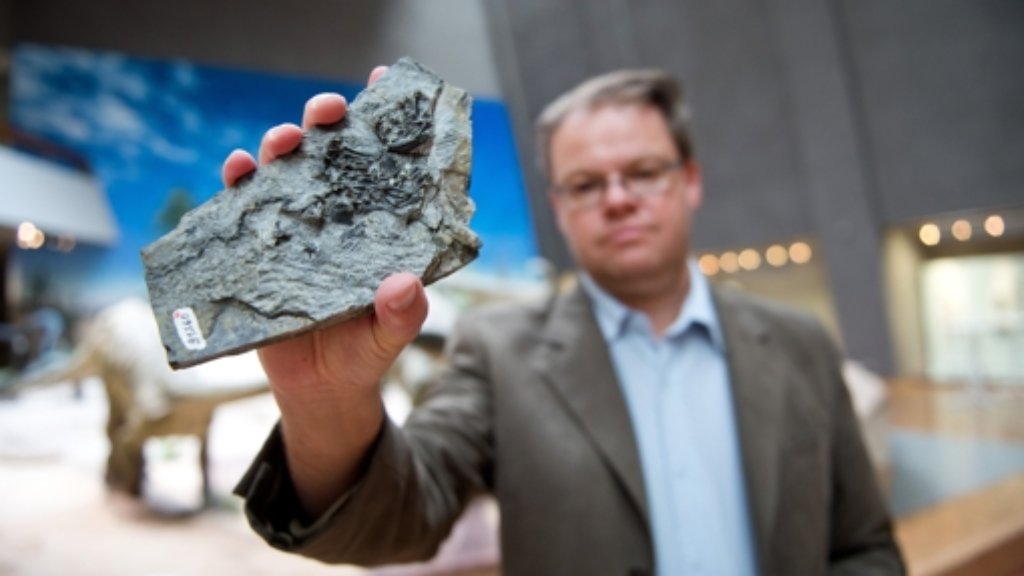 Fossil in Stuttgart präsentiert: Älteste Schildkröte der Welt entdeckt