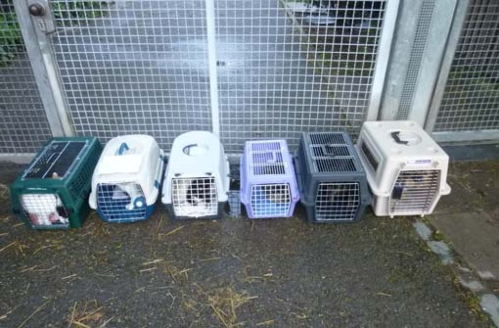 Tierheim in StuttgartBotnang Verzweifelte Frau setzt sechs Katzen und