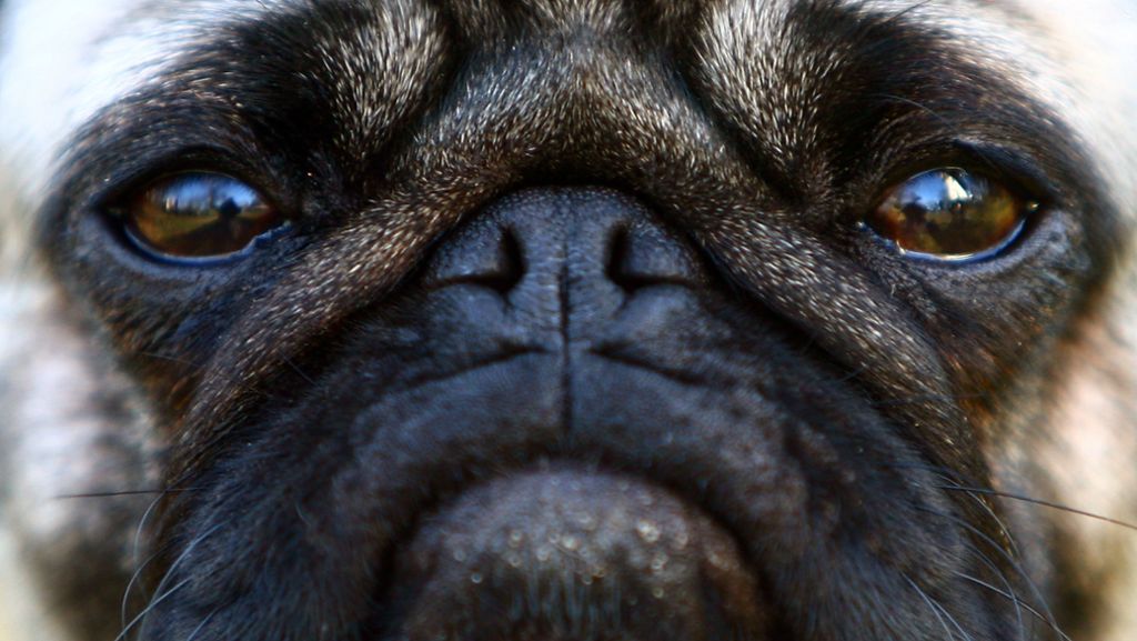 Tierschutz: Ausstellungen von Hunden aus Qualzucht sollen verboten werden