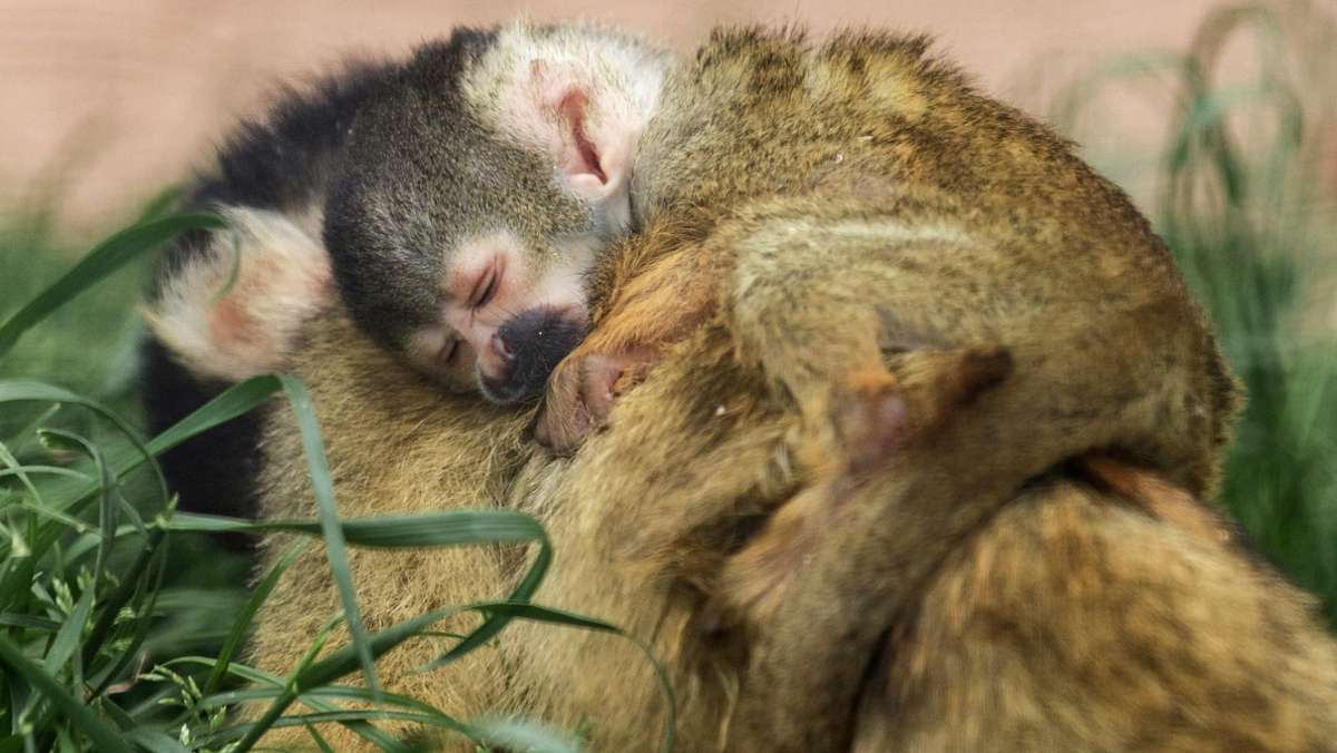 Neues aus dem  Stuttgarter Zoo: Nachwuchs bei den Totenkopfäffchen in der Wilhelma
