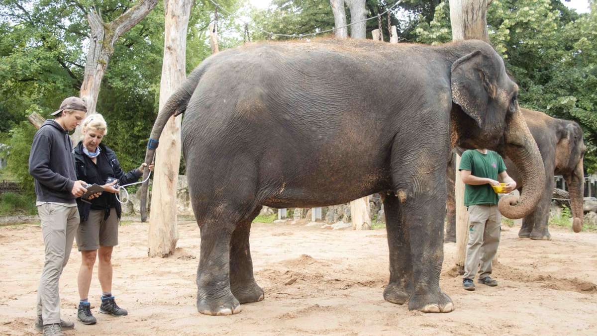 Ungewöhnliche Untersuchung in der Wilhelma: Elefantendame Zella  wird Blutdruck gemessen