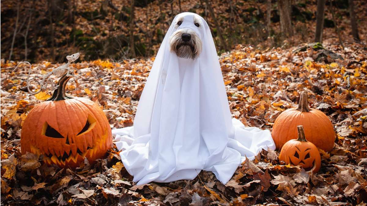 Good News aus Stuttgart: Halloween, neue Podcastfolgen und Co.: Darauf könnt ihr euch im Oktober freuen