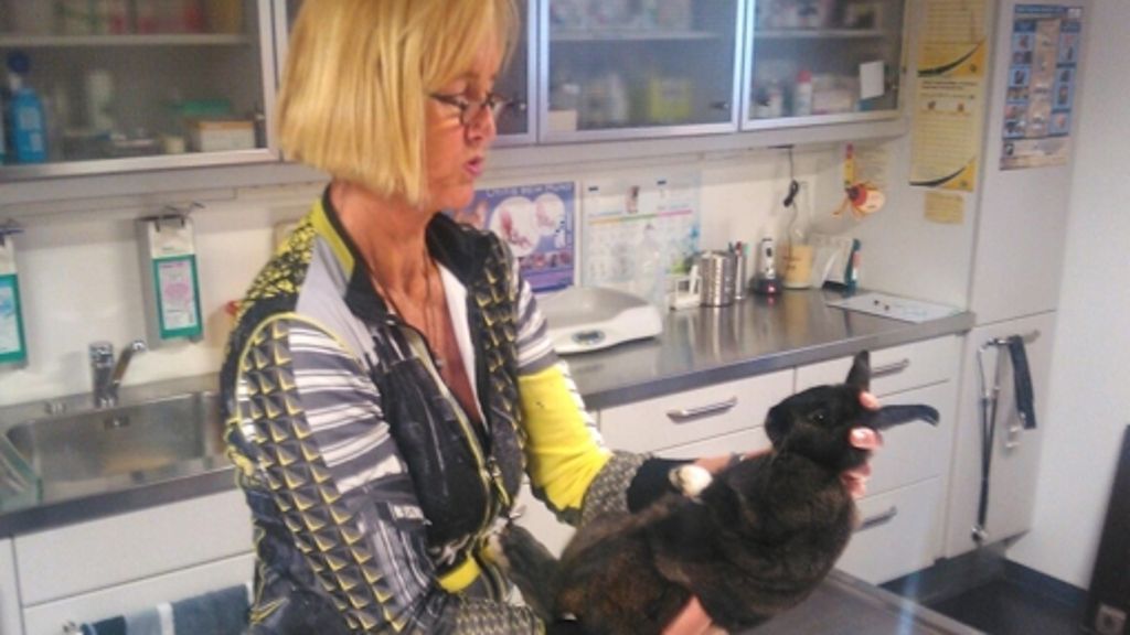 Tierarzt in Birkach: Sanfte Hilfe für Haustiere