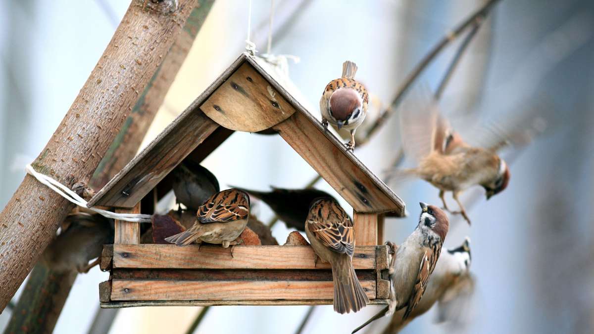 Ab wann kann man Vögel füttern?