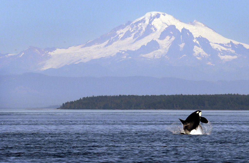 Ein Orca im Salish Sea zwischen Vancouver Island und dem US-Bundesstaat Washington.