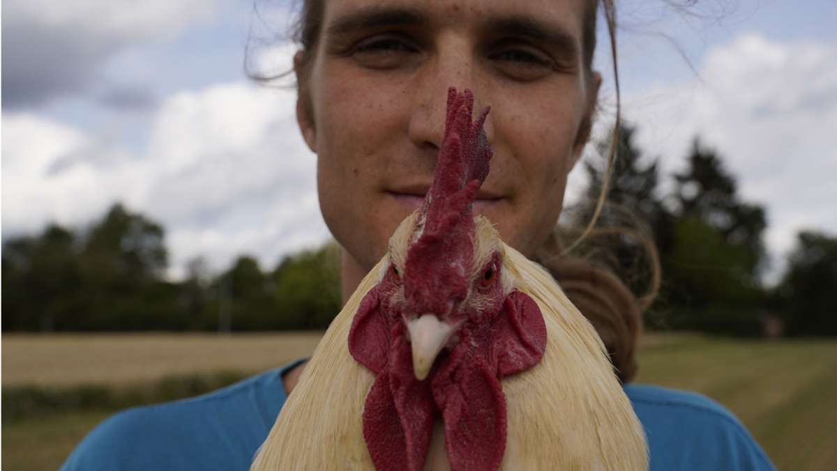 Neue Hühnerrasse auf den Fildern: Es geht auch ohne Kükenschreddern