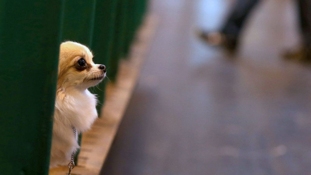 Gera: Besitzer wirft misshandelten Chihuahua von Brücke