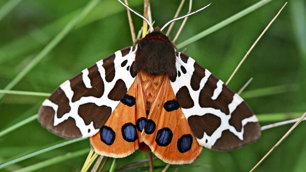 Insektensterben in Baden-Württemberg: Wenn die Schmetterlinge verschwinden