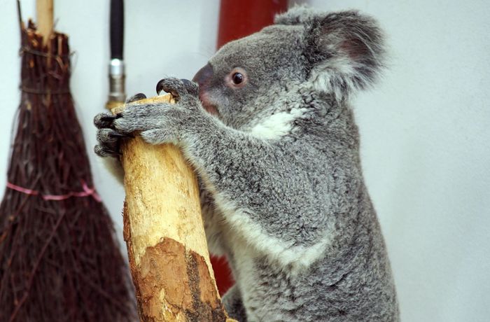Erster Koala-Nachwuchs im Leipziger Zoo erwartet