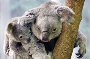 Frau rettet schreienden Koala aus Buschfeuer