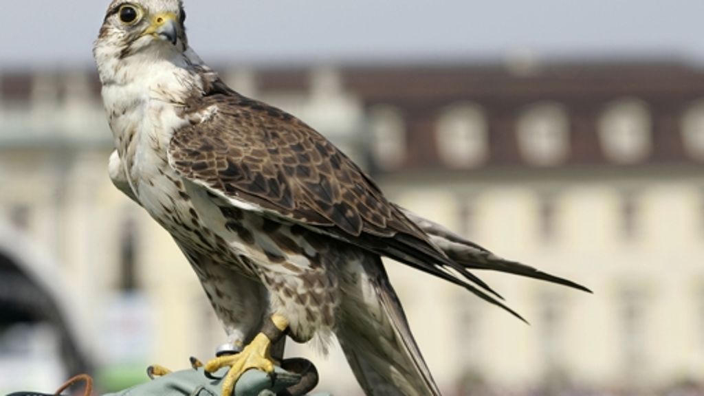 Tierische Plage: Kommt ein Falke geflogen