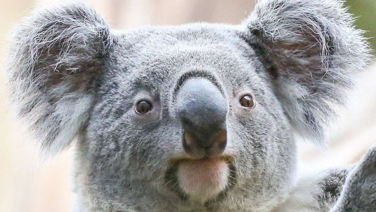 Tierische Adventsdekoration: Australierin findet Koala im Christbaum