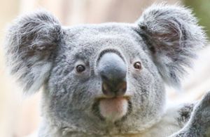 Australierin findet Koala im Christbaum