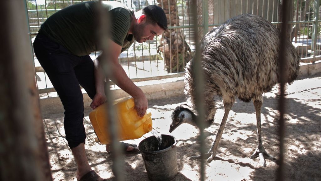 Kreis Reutlingen: Polizei jagt ausgebüxten Emu