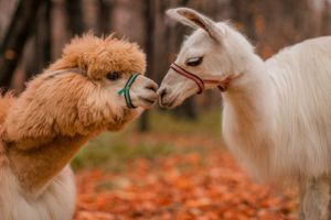 Lama und Alpaka: Das sind die Unterschiede