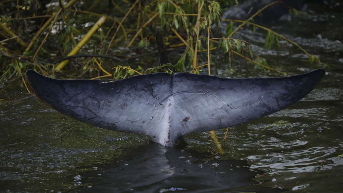 London: Verirrter Wal aus der Themse ist tot