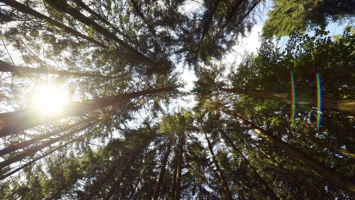Naturparks in Baden-Württemberg: Ranger sollen Streife laufen
