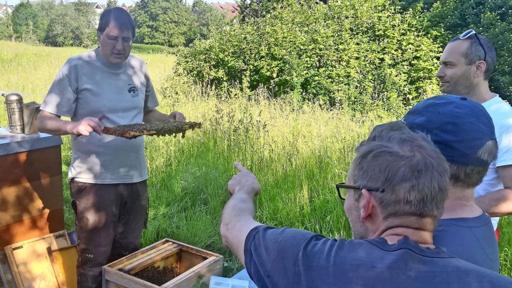 Imkern als Hobby: Der Trend geht zum eigenen Bienenvolk