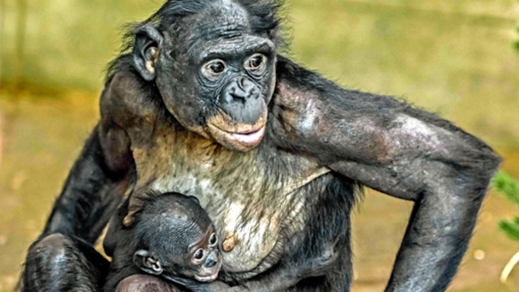 Wilhelma-Nachwuchs bei den Bonobos: Rätsel gelöst: Es ist ein Junge