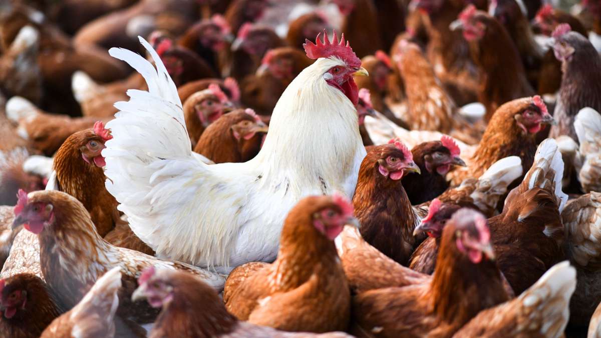 Tierseuche in der Region: Wie gefährlich ist die Vogelgrippe für den Menschen?
