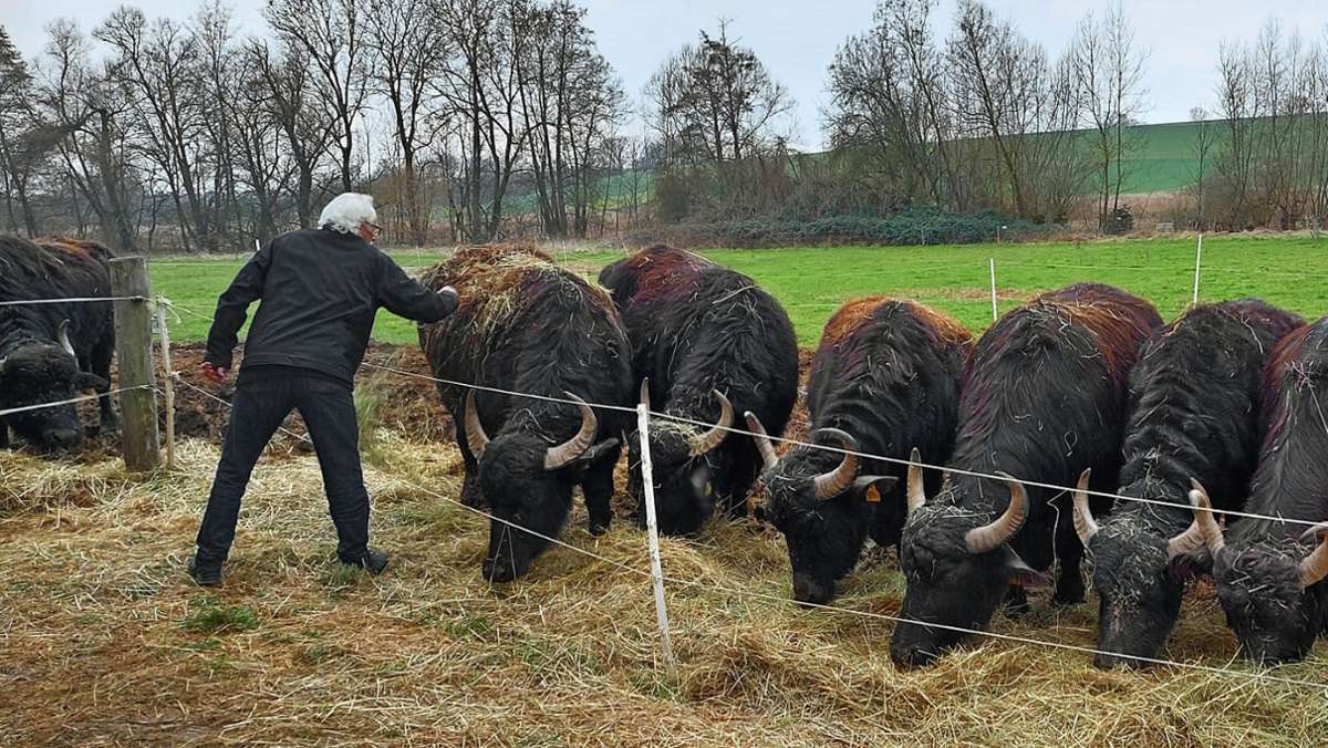Auf der Weide in Großbottwar: Auch Wasserbüffel haben Frühlingsgefühle