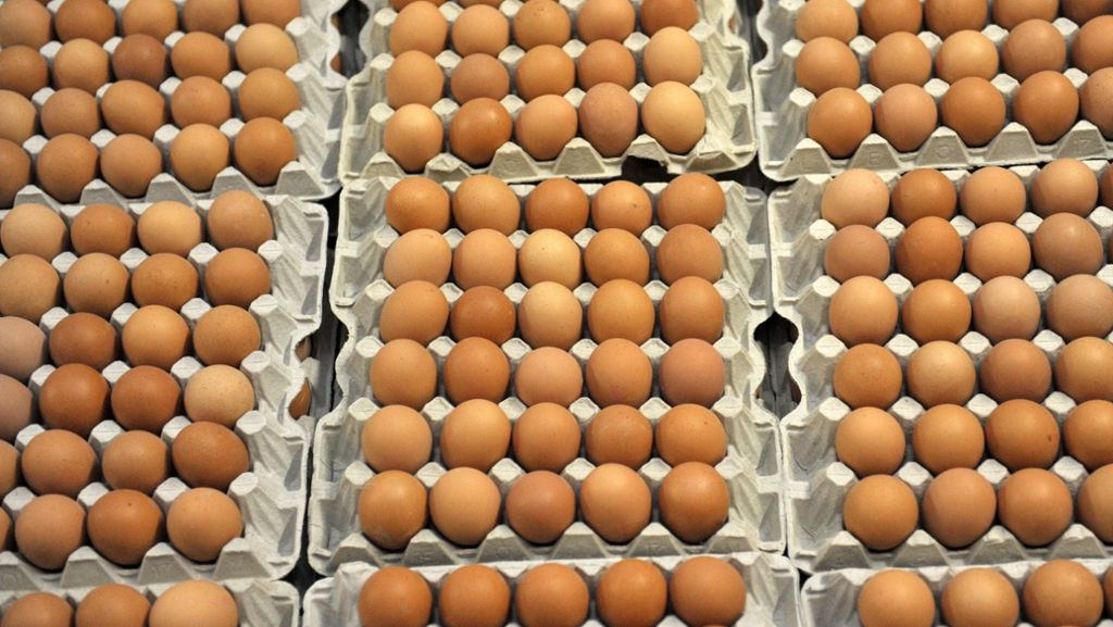 Millionen belasteter Eier: Wie gefährlich ist Fipronil für Verbraucher?