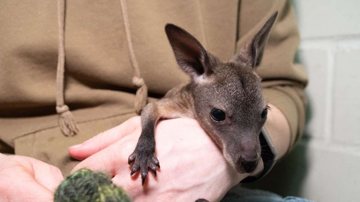 Tiere: Aus Beutel verbannt: Handaufzucht für Känguru-Baby Mäuschen