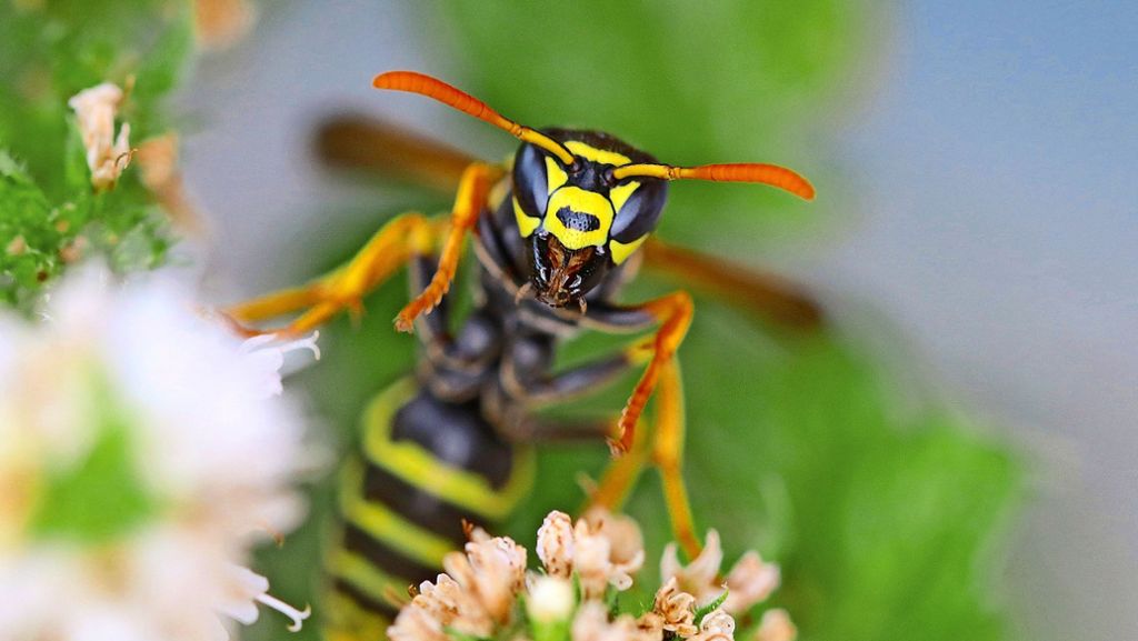 Serie: Insekten im Blick: Die Feldwespe  ist ein friedlicher Papiertiger