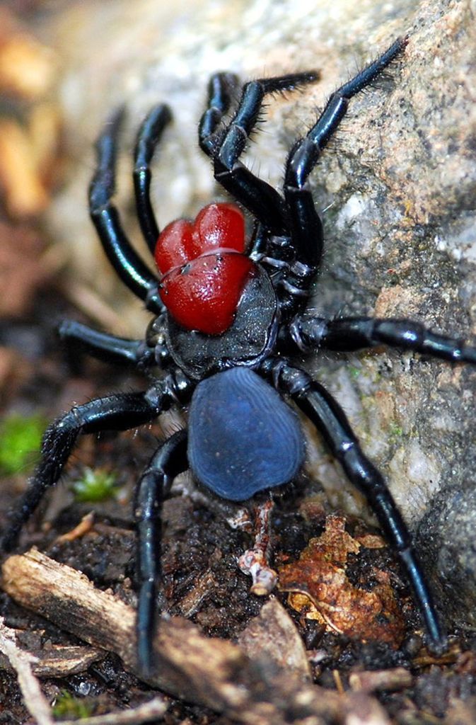 Mausspinne (Missulena occatoria): Diese in Australien beheimatete Spinne heißt dort Mouse Spider. Ihr Biss kann für den Menschen sehr giftig sein, jedoch sind erst wenige lebensbedrohliche Fälle bekannt geworden.