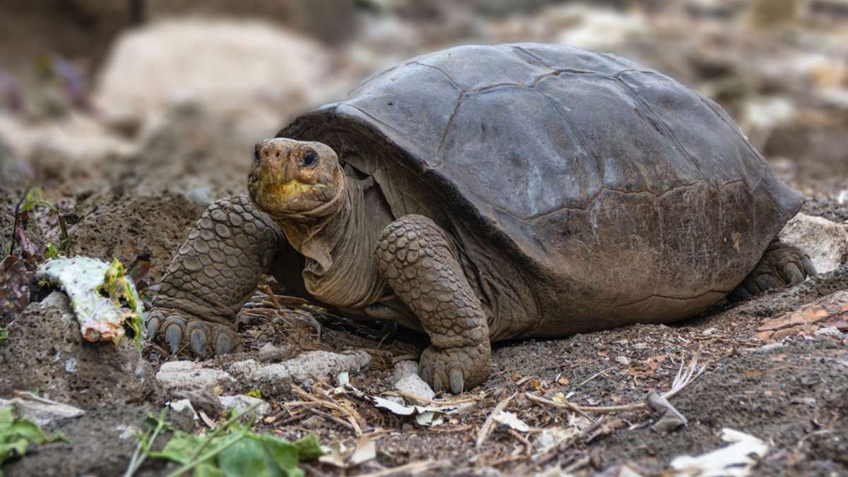 Riesenschildkröte galt schon als ausgestorben: Riesenschildkröte auf Galápagos entdeckt
