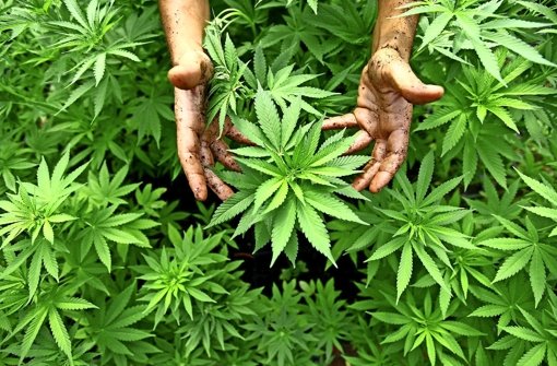 20.3.: Cannabis-Pflanzen in der Wohnung