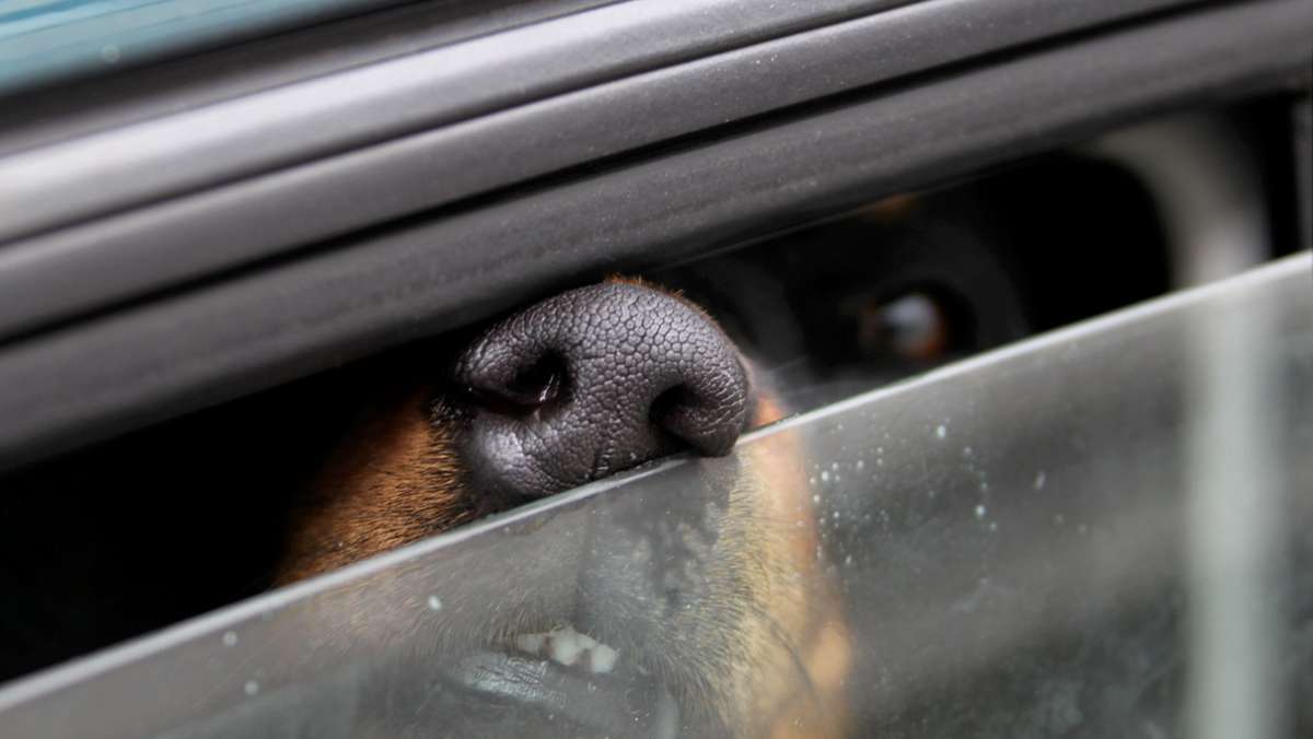 Bayreuth: Hund stirbt nach mehreren Stunden in überhitztem Auto