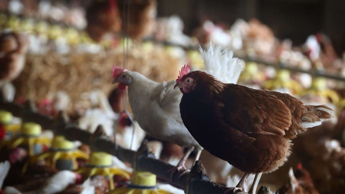 Vogelgrippe in den Niederlanden: 190.000 Hühner müssen geschlachtet werden