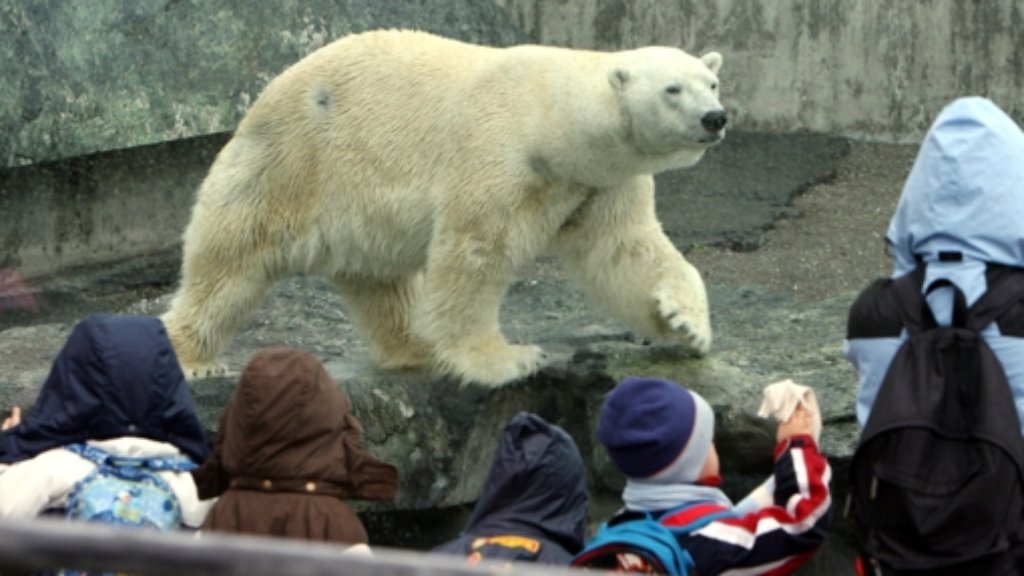 Eisbär-Tod in Stuttgarter Wilhelma: Können aus Zoo keinen Hochsicherheitstrakt machen