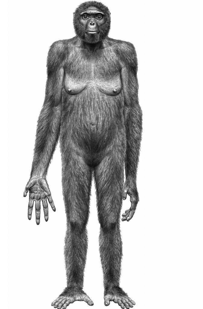 Ardi ist ein 4,4 Millionen Jahre altes, weitgehend erhaltenes Skelett eines Individuums der Art „Ardipithecus ramidus“. Die Überreste des vermutlich weiblichen Fossils wurden zwischen 1994 und 1996 im Nordosten Äthiopiens im Afar-Dreieck geborgen.