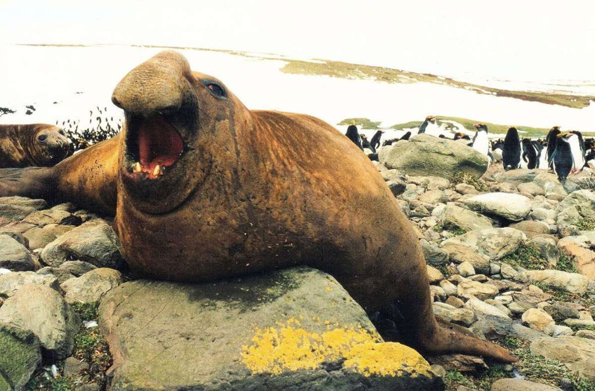 See-Elefant / wissenschaftlicher Name: Mirounga leonina / Größe: bis 6,5 Meter / Nahrung: Tintenfische, Krebse, Fische / Rekord: größtes Landraubtier / Vorkommen: Antarktis, Patagonien // Die Bullen des Südlichen See-Elefanten (zweite Art ist der Nördliche See-Elefant) sind die größten Landraubtiere auf dem Planeten. Diese Robbenart bringt dreieinhalb Tonnen auf die Waage. Den größten Teil seines Lebens verbringt er im Meer.