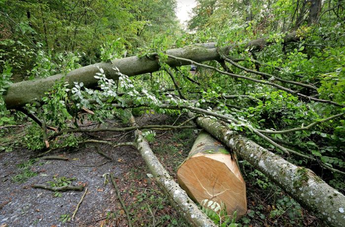 Illegale Abholzung in Heumaden: Die Täter haben das Holz einfach liegen lassen