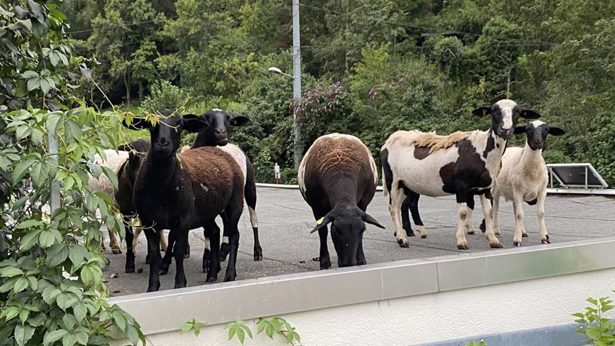 Tierischer Einsatz in Stuttgart: Schafe ausgebüxt – Polizei findet Hirten