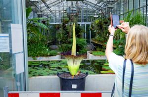 Die größte Blume der Welt blüht – endlich