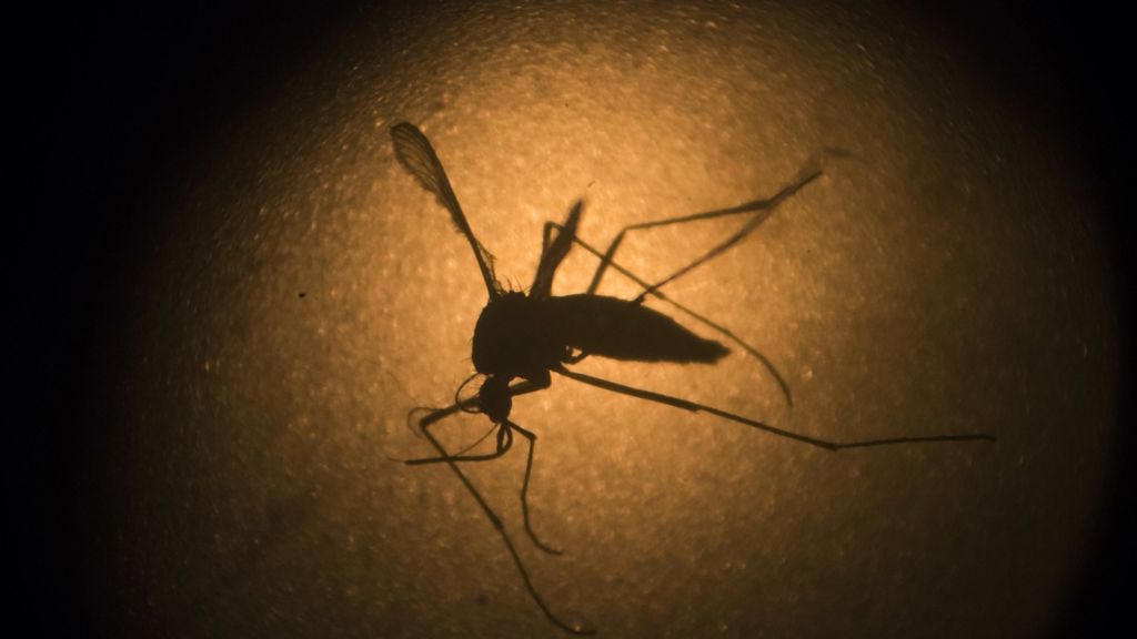 Zika-Virus: Mit Gentech-Mücken gegen Artgenossen