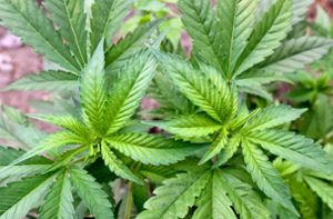 Cannabis-Plantage nach Feuer entdeckt