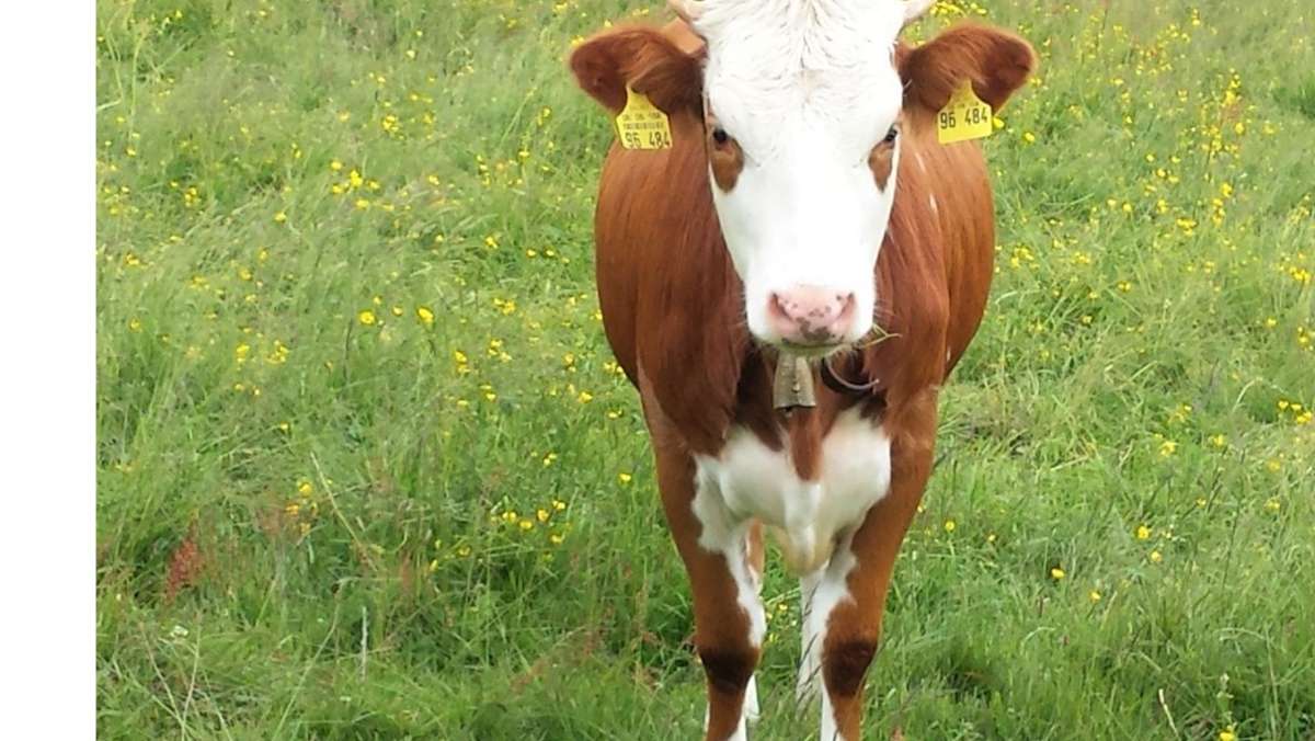 Miltenberg in Bayern: Kuh flieht vor Metzger – und wird erschossen