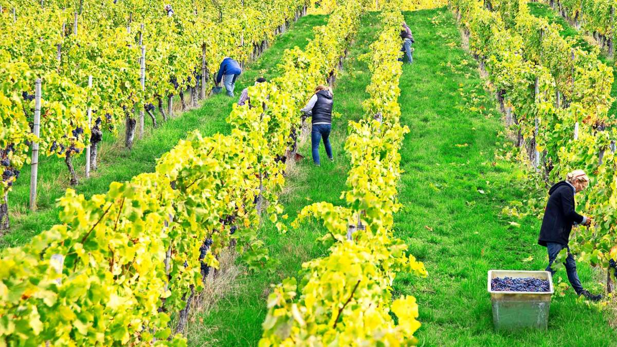 Weinlese in Württemberg: Wieder fehlt die Menge