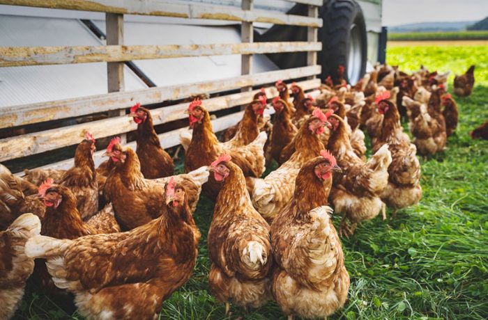 Die Region  kämpft  gegen die Vogelgrippe