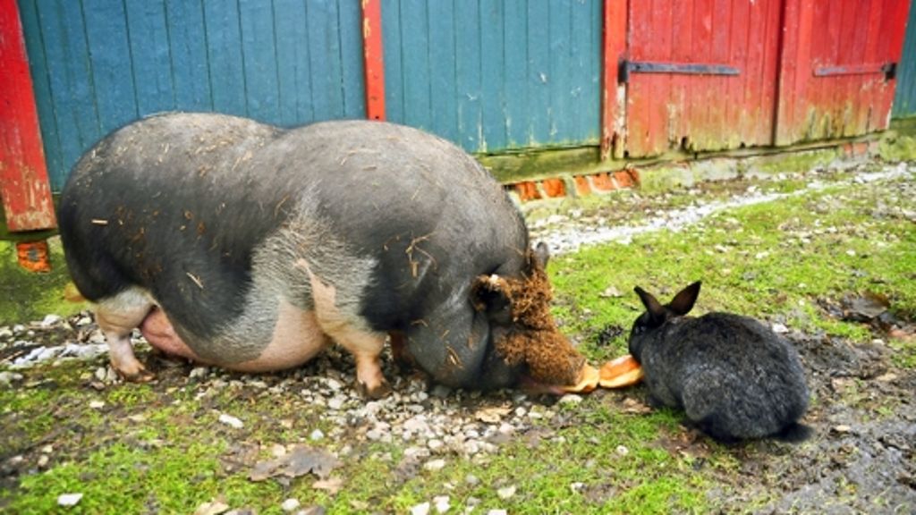 Balingen: Ein  Schwein namens Wuse