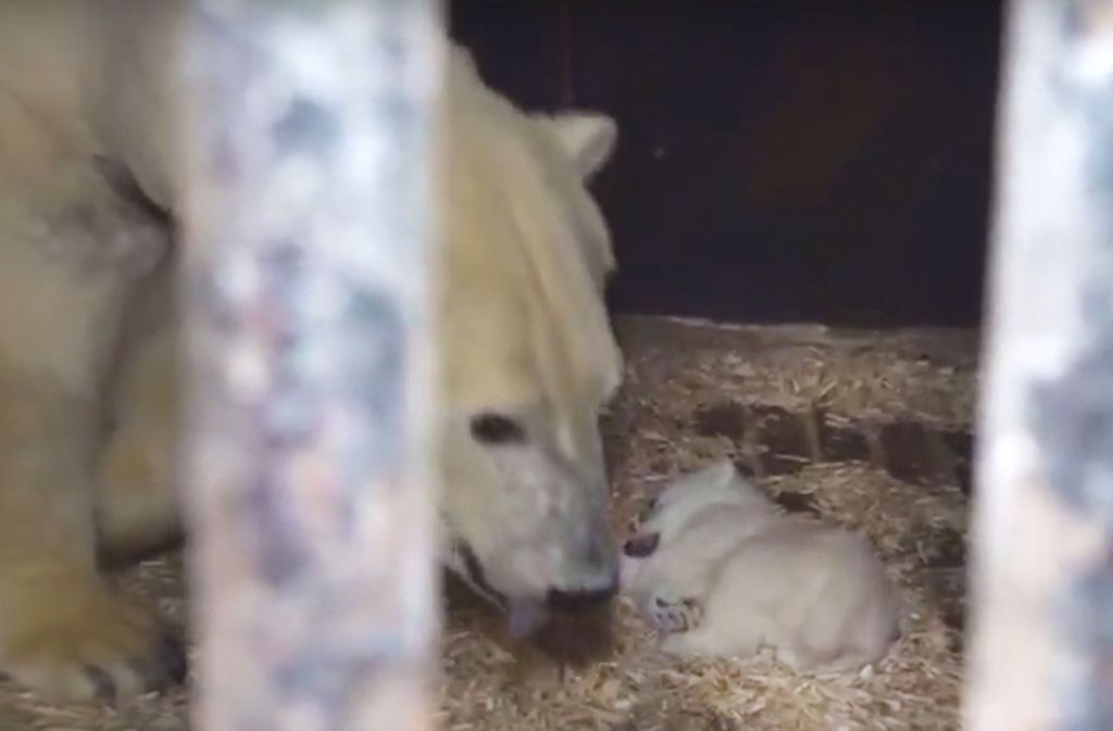 Eisbär-Mutter Tonja schaut nach ihrem Baby (2 Monate) in einer Stallbox.