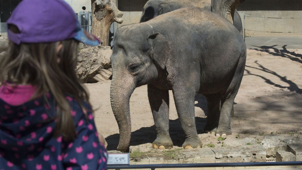 Wilhelma in Stuttgart: Für 14 Elefanten soll ein Gehege gebaut werden