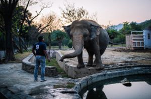 Bislang „einsamster Elefant der Welt“ bleibt nicht lang allein