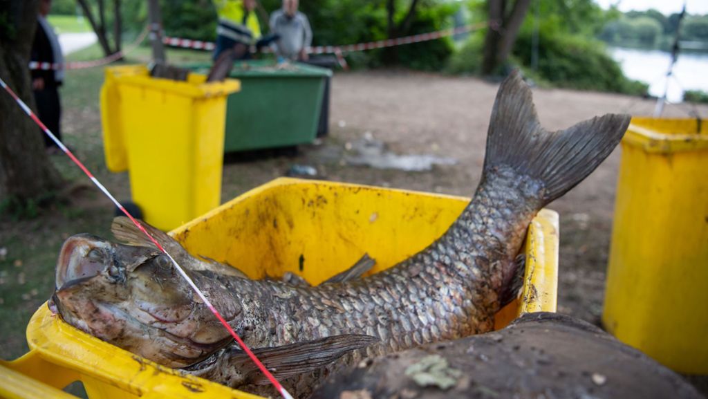 Bis zu 50.000 tote Fische: Wie konnte es im Max-Eyth-See so weit kommen?